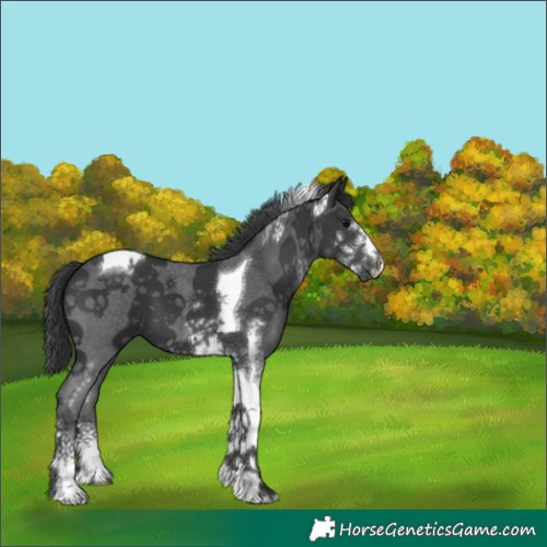 Horse Color:Black Sabino Tobiano 