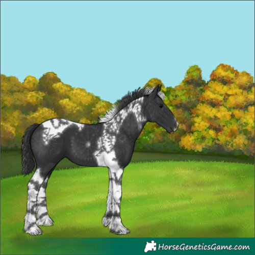 Horse Color:Black Tobiano 