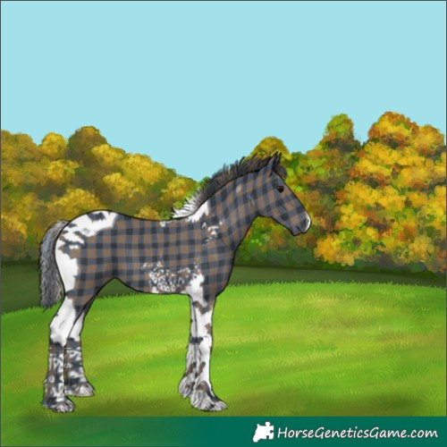 Horse Color:Plaid  Black Tobiano 