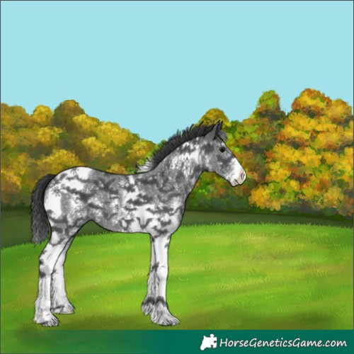 Horse Color:Black Sabino Tobiano 