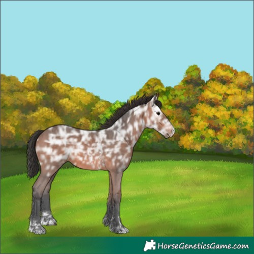 Horse Color:Brown Ice Sabino 