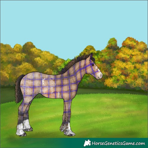 Horse Color:Plaid  Bay Ice Sabino 