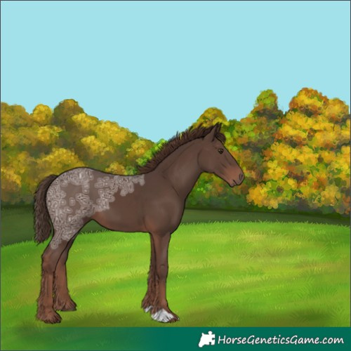 Horse Color:Liver Chestnut Ice 