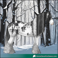 Horse Color:White Spotted Black