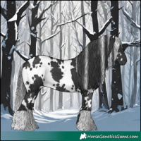 Horse Color:White Spotted Black