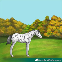 Horse Color:Black Tobiano Appaloosa 