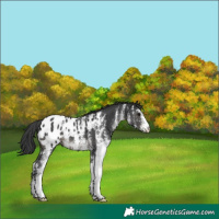 Horse Color:White Spotted Black Appaloosa 