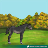 Horse Color:Black 