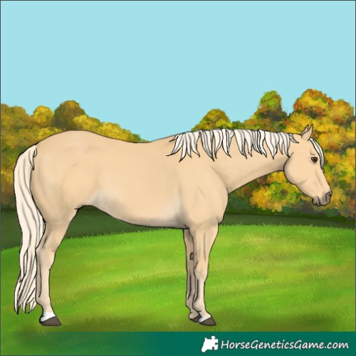 Horse Color:Palomino