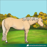 Horse Color:Palomino 