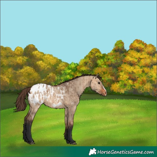 Horse Color:Bay Dun Appaloosa  and Bay Dun Frame Appaloosa 