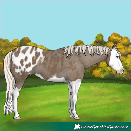 Horse Color:Silver Smoky Black Splash Blanket 