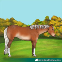 Horse Color:Silver Bay 