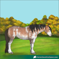 Horse Color:Bay Sabino 