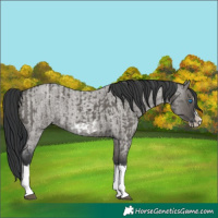 Horse Color:Grullo Sabino Splash Frame  and Grullo Roan Splash Frame 