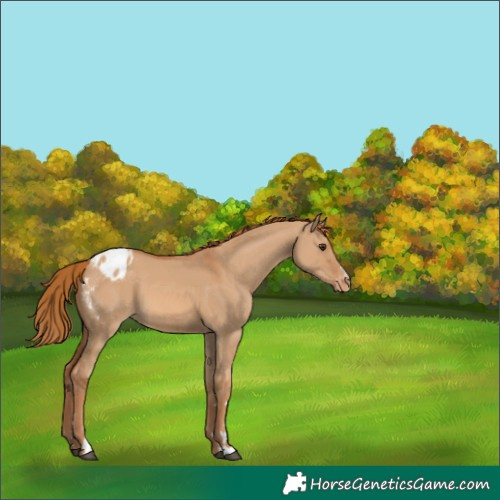 Horse Color:Red Dun Appaloosa 