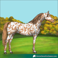Horse Color:Chestnut Appaloosa 