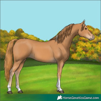 Horse Color:Chestnut Tobiano