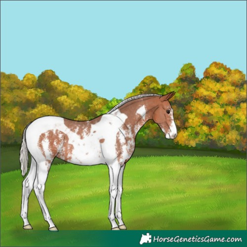 Horse Color:Silver Bay Sabino Tobiano 