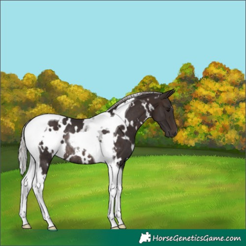 Horse Color:White Spotted Silver Brown Tobiano Rabicano 
