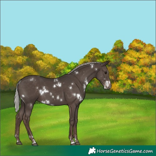 Horse Color:White Spotted Silver Black 