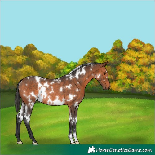 Horse Color:White Spotted Bay Rabicano 