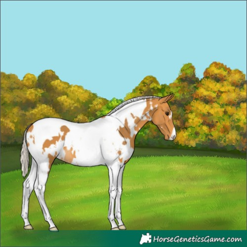 Horse Color:White Spotted Silver Buckskin Tobiano 
