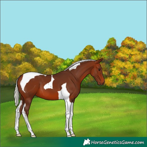 Horse Color:Silver Brown Tobiano 