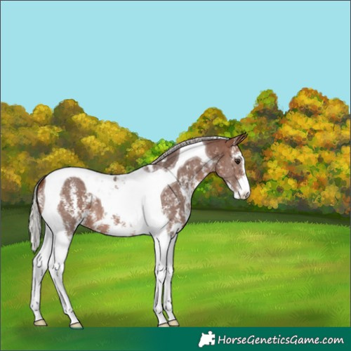 Horse Color:Silver Brown Sabino Tobiano 