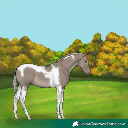 Horse Color:Silver Grullo Tobiano 