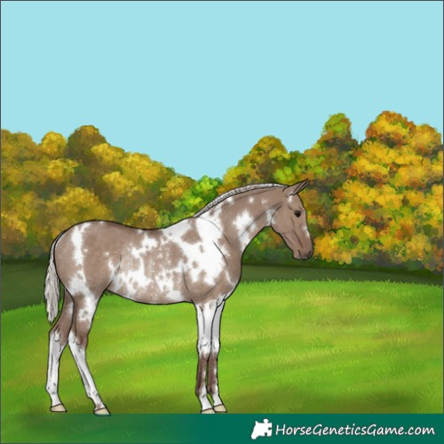 Horse Color:White Spotted Silver Grullo Rabicano 