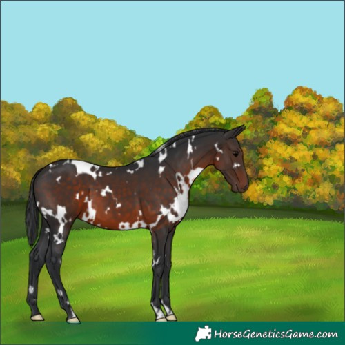 Horse Color:White Spotted Brown 