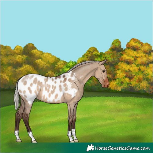 Horse Color:Silver Brown Dun Near Leopard 
