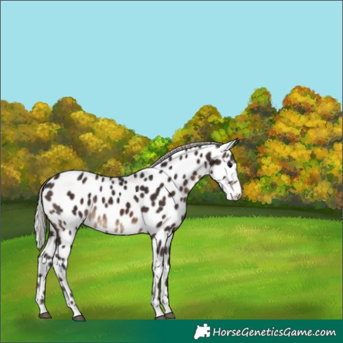Horse Color:Silver Brown Near Leopard 