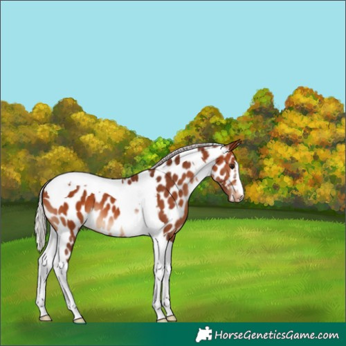 Horse Color:Silver Brown Tobiano Near Leopard 