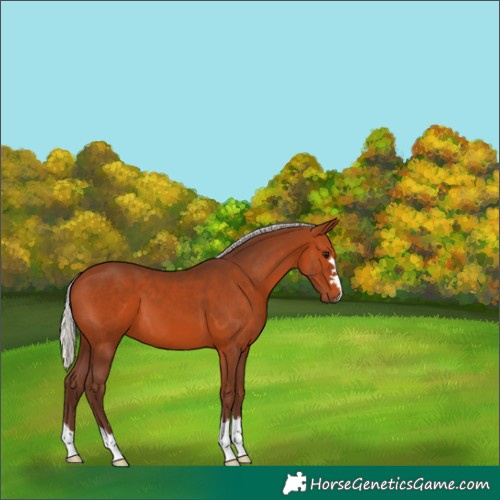 Horse Color:Silver Bay 