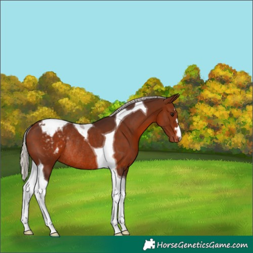 Horse Color:Silver Brown Tobiano Varnish Rabicano 