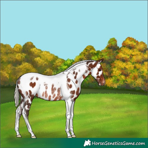 Horse Color:Silver Brown Tobiano Near Leopard Rabicano 