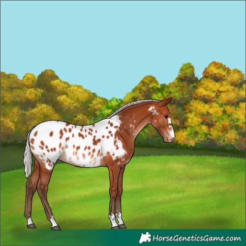 Horse Color:Silver Bay Near Leopard 