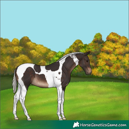 Horse Color:Silver Brown Tobiano 