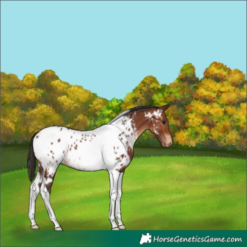 Horse Color:Bay Tobiano Near Leopard 