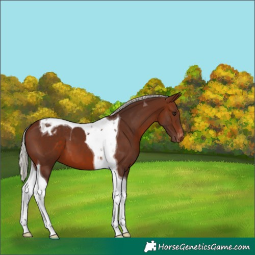 Horse Color:Silver Brown Tobiano Varnish 