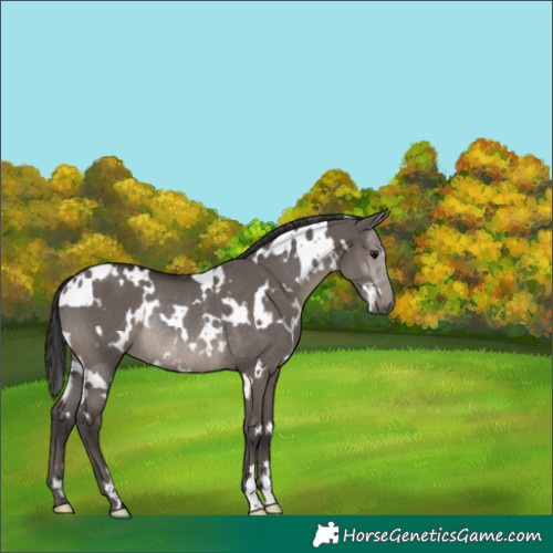 Horse Color:White Spotted Smoky Grullo Rabicano 