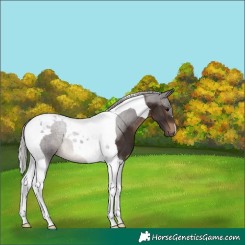 Horse Color:Silver Brown Tobiano 