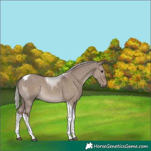 Horse Color:Silver Grullo Tobiano Rabicano 