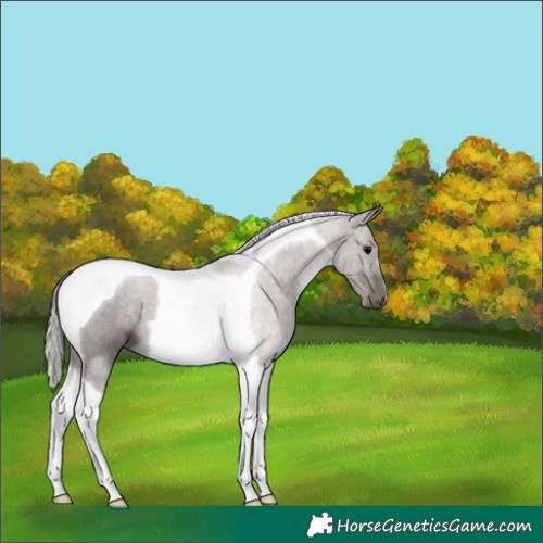 Horse Color:Silver Black Tobiano 