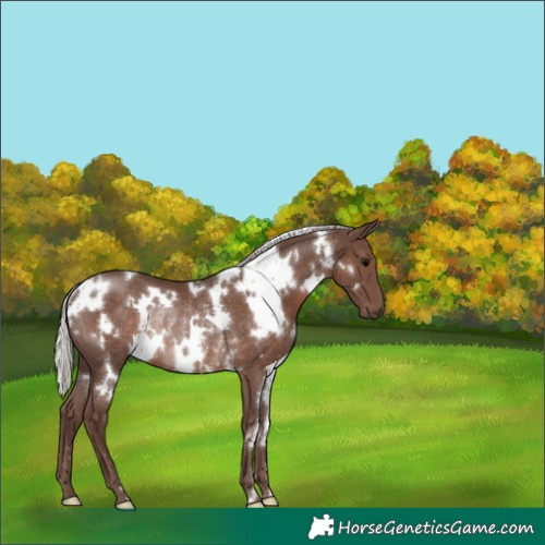 Horse Color:White Spotted Silver Black Rabicano 