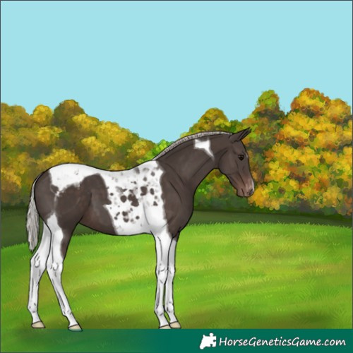 Horse Color:Silver Black Tobiano Blanket 