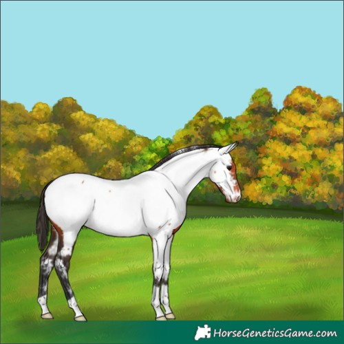 Horse Color:Bay Appaloosa 