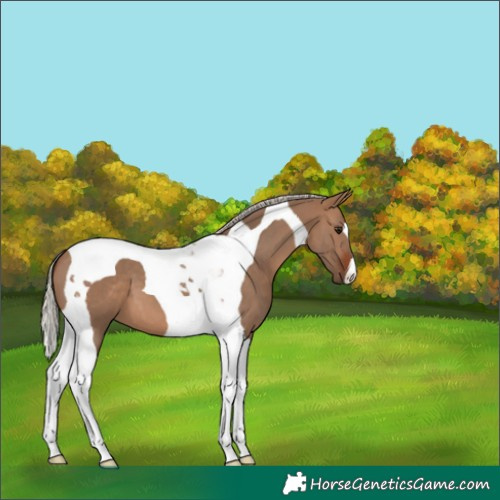 Horse Color:Silver Brown Dun Tobiano 